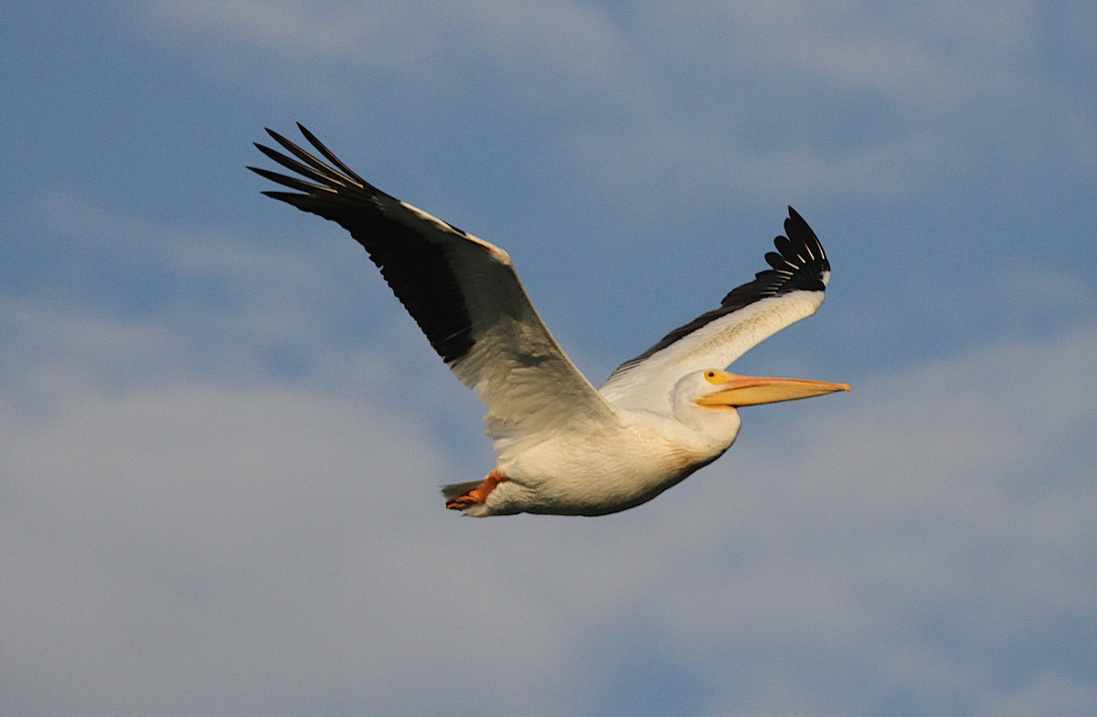 American White Pelican - ML609277773