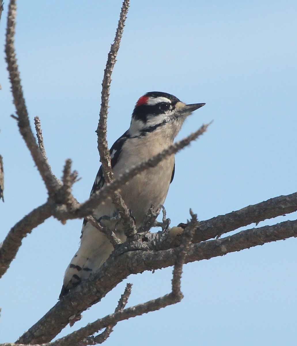 Downy Woodpecker - ML60927791