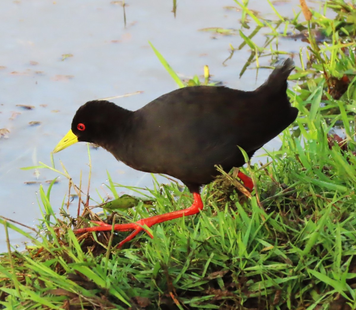 Black Crake - ML609278019