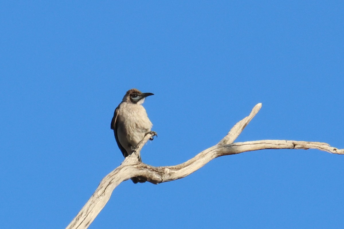 Little Friarbird - ML609278035