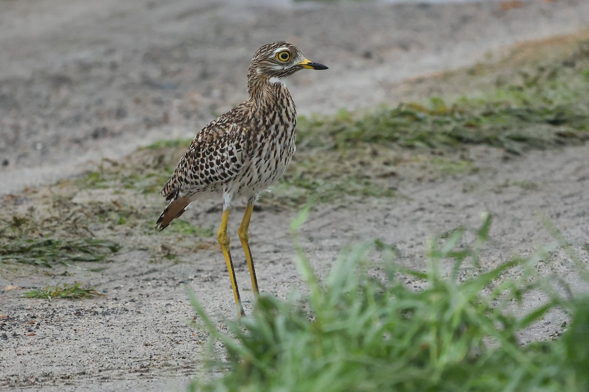 Spotted Thick-knee - Daniel Engelbrecht - Birding Ecotours