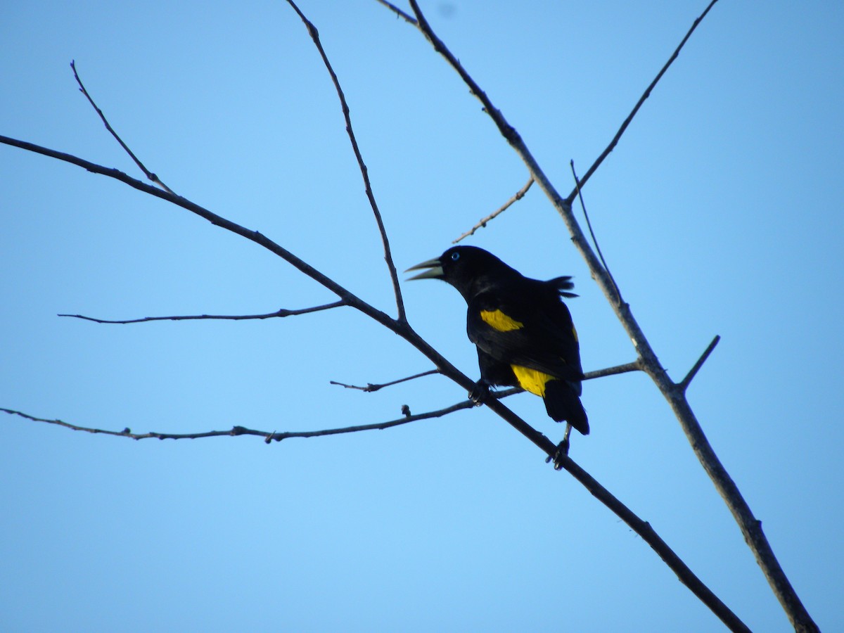 Yellow-rumped Cacique - Simon Valdez-Juarez