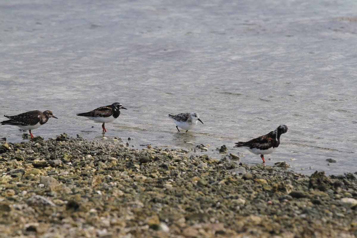 Sanderling - ML609278114