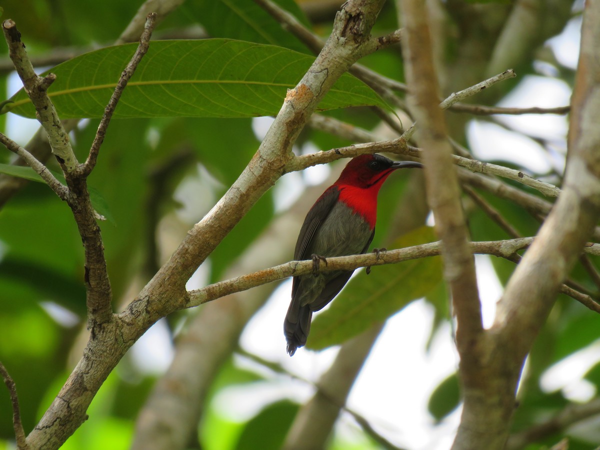 Crimson Sunbird (Crimson) - ML609278135