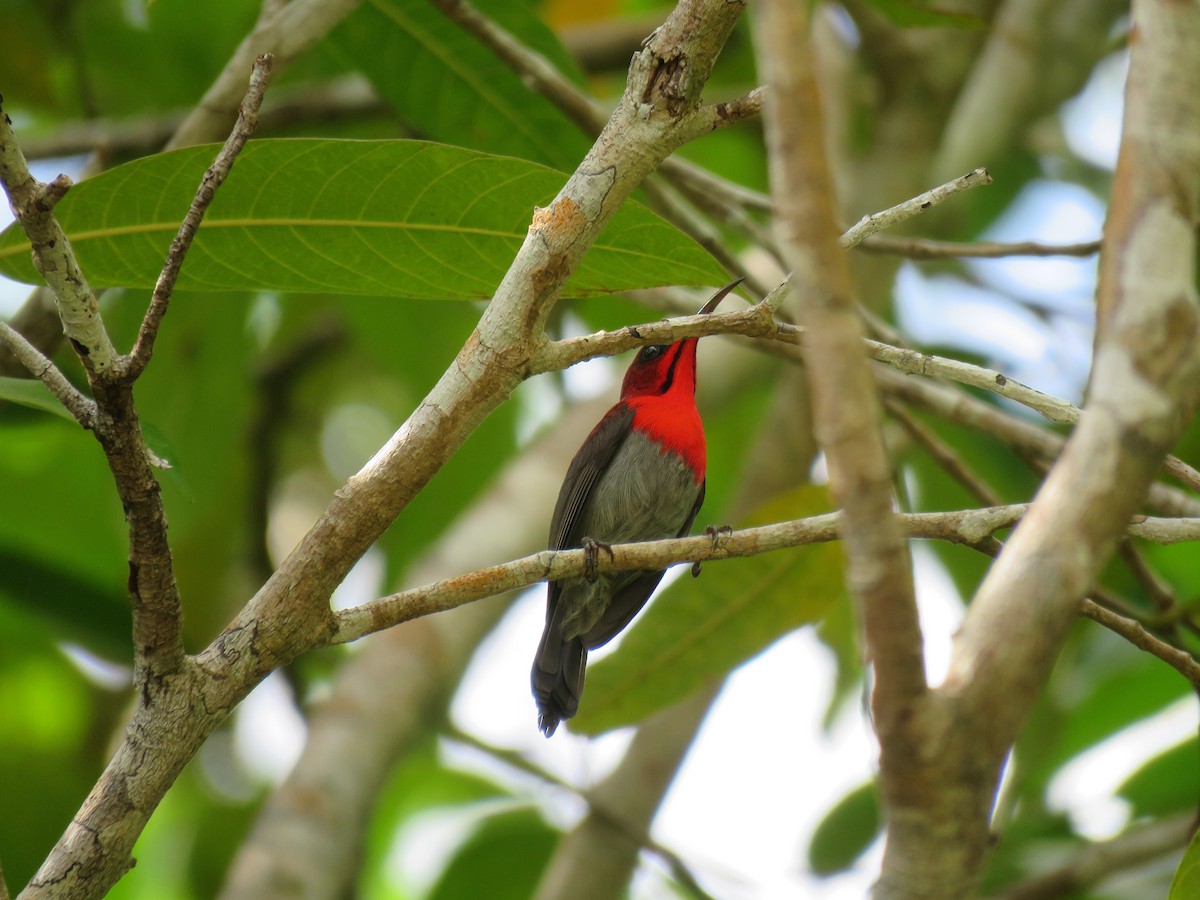 Crimson Sunbird (Crimson) - ML609278137