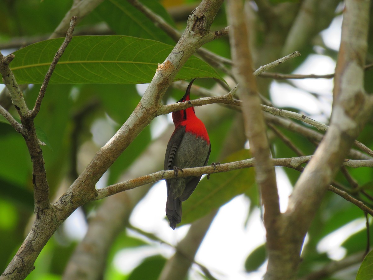 Crimson Sunbird (Crimson) - ML609278138