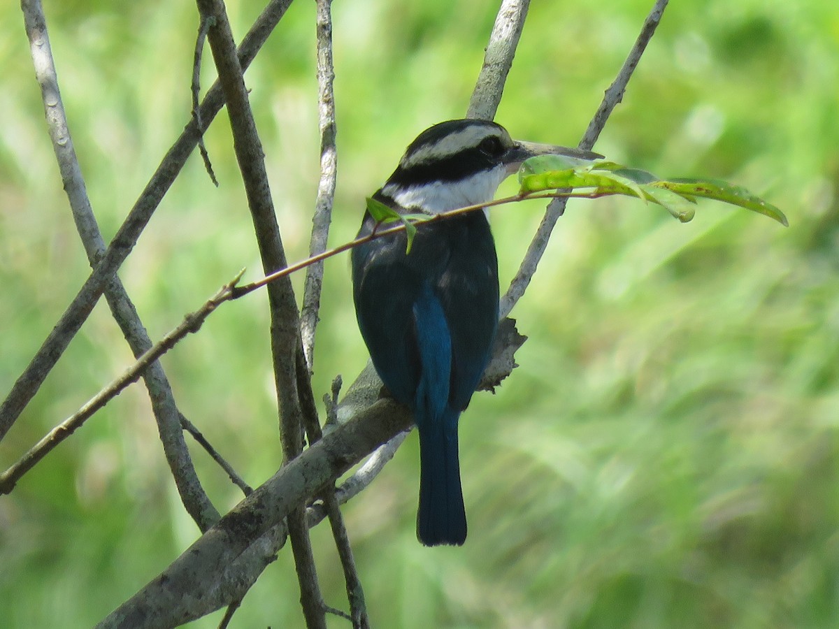 Collared Kingfisher - ML609278170