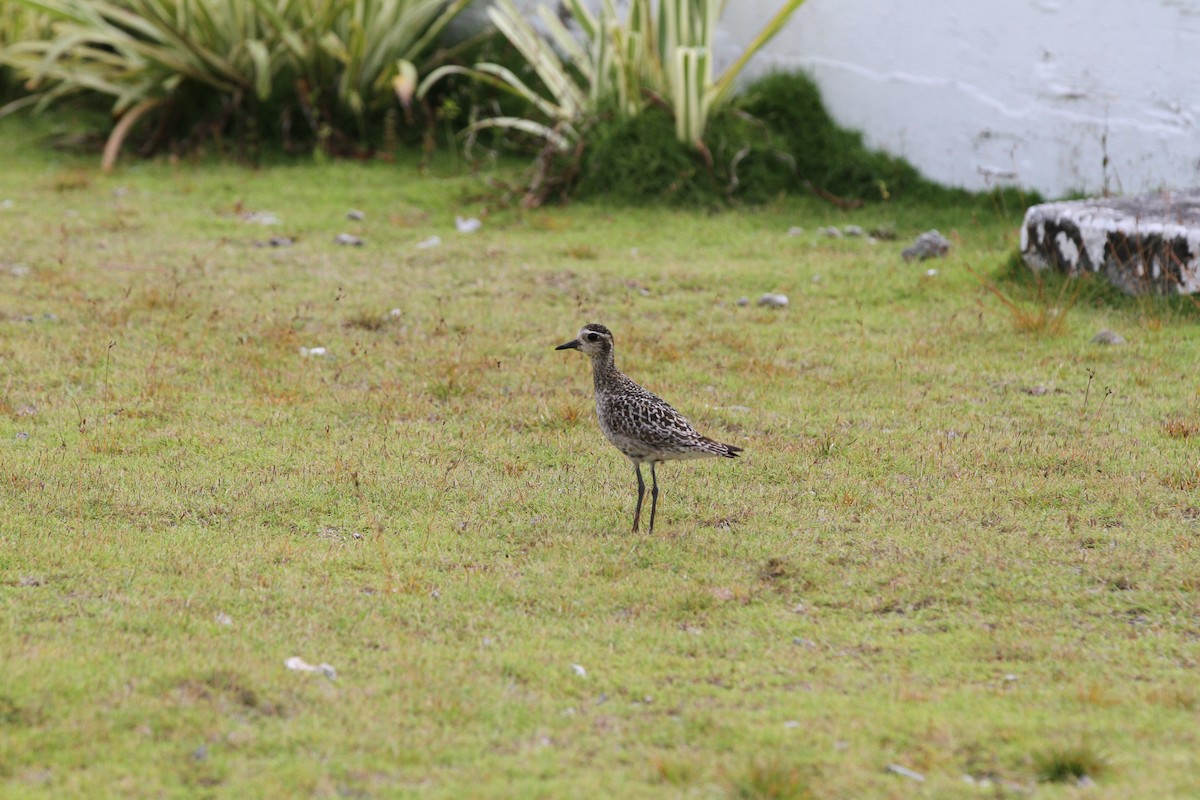 Pacific Golden-Plover - Paul Jacques