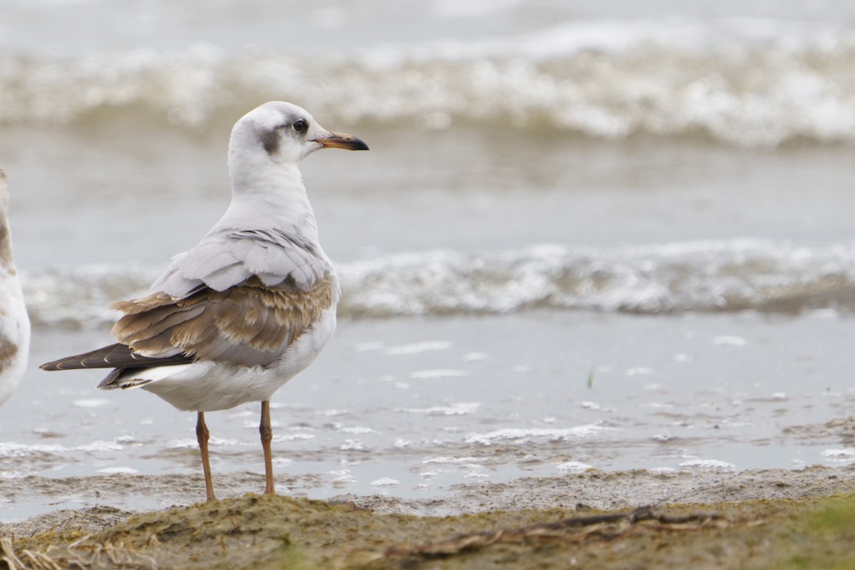 Gray-hooded Gull - ML609278200