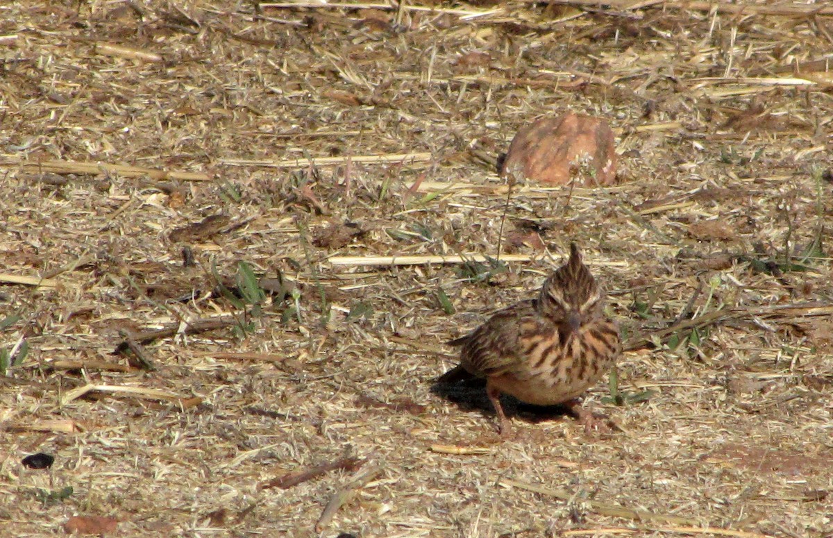 Cochevis de Thékla - ML609278380