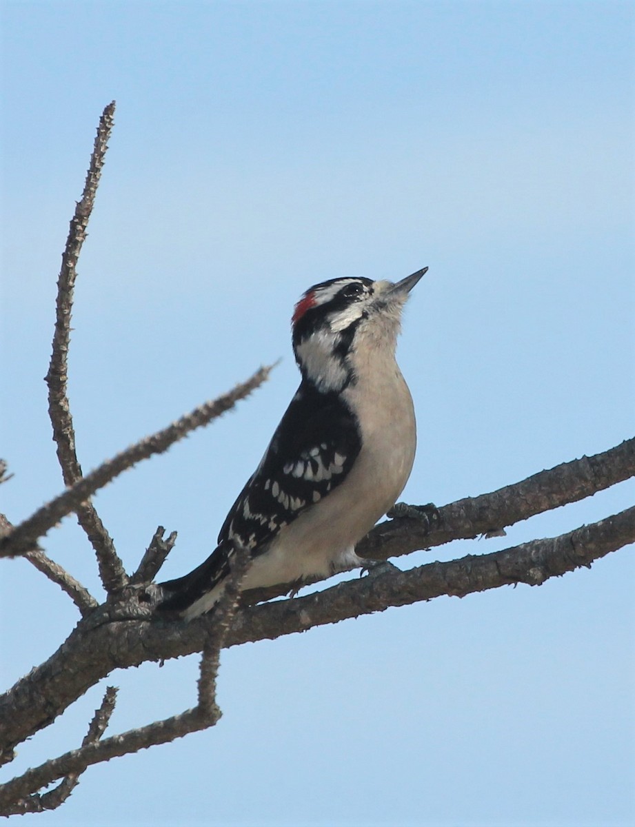 Downy Woodpecker - ML60927841