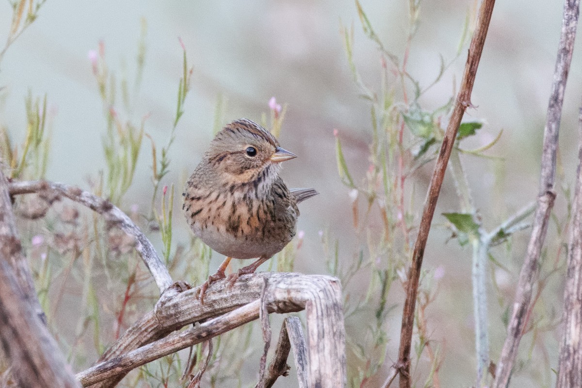 Lincoln's Sparrow - John Callender
