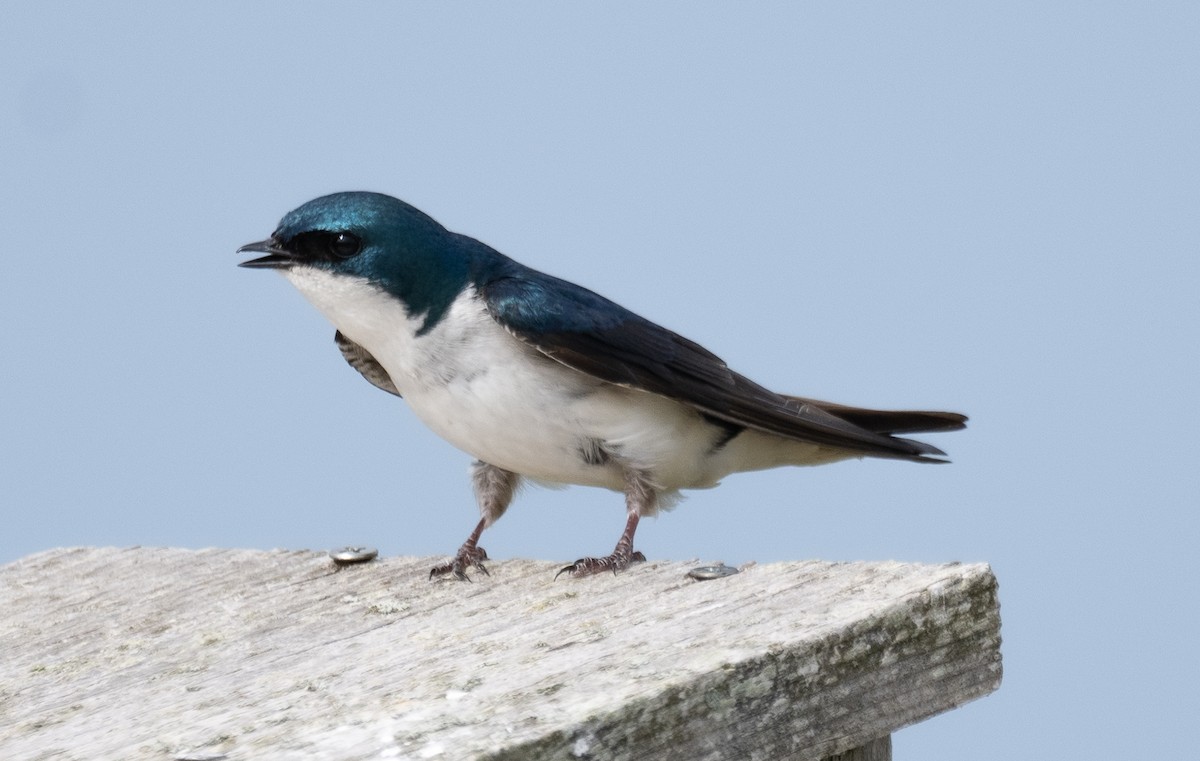 Tree Swallow - ML609278445