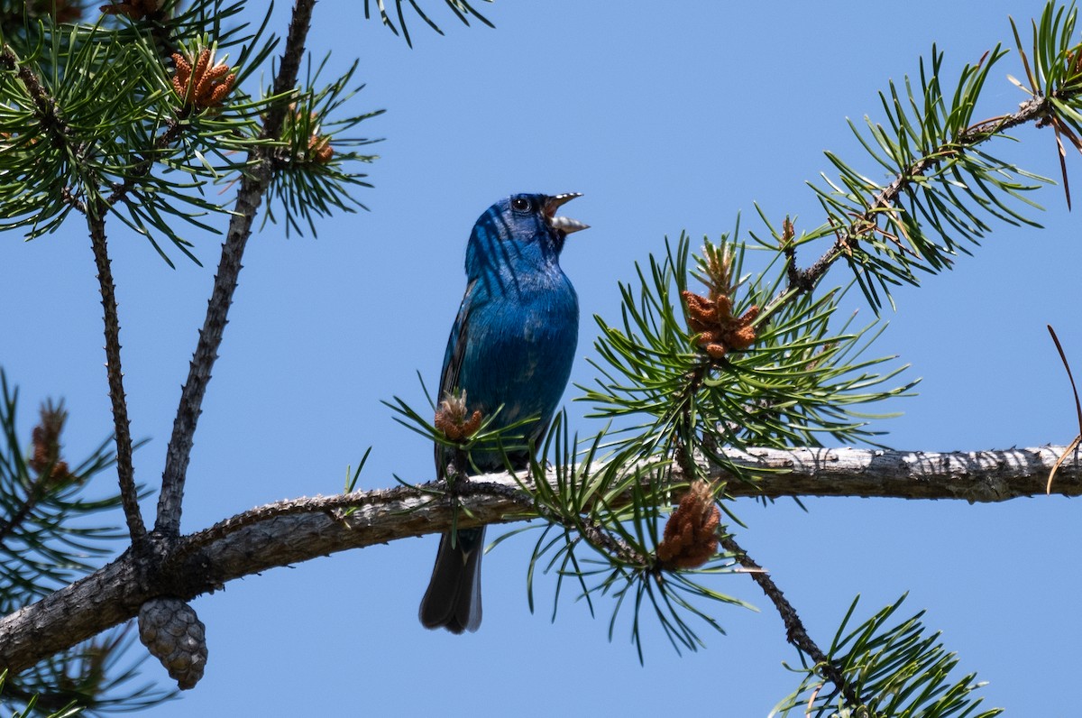 Indigo Bunting - ML609278455