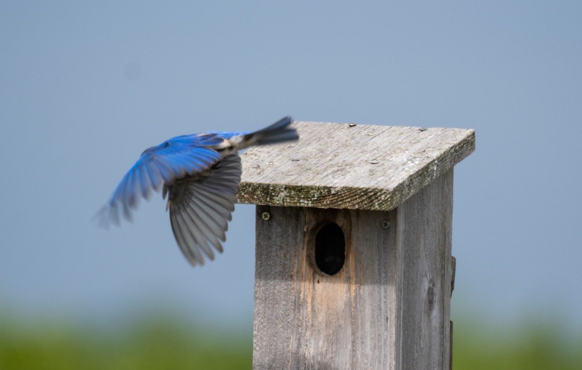 Eastern Bluebird - ML609278460