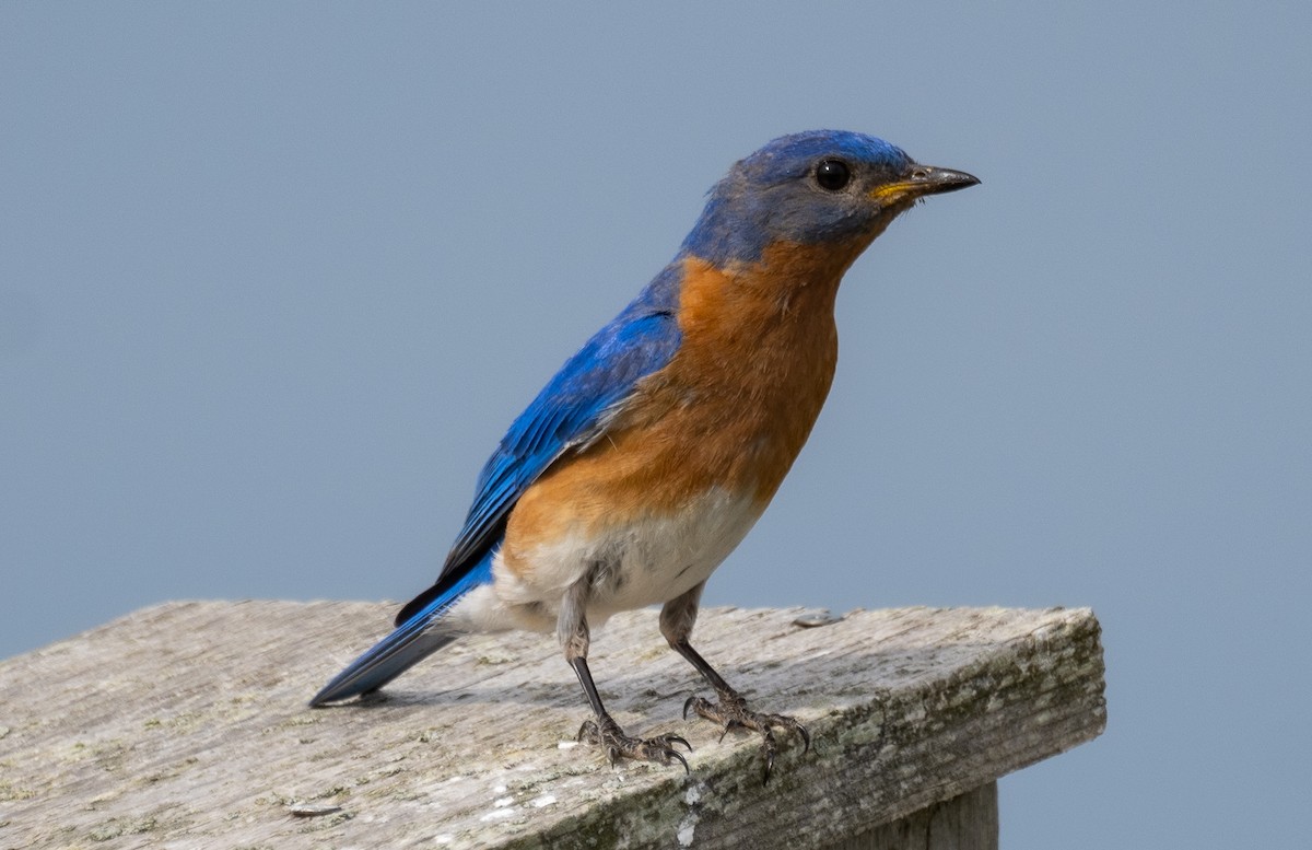 Eastern Bluebird - ML609278461