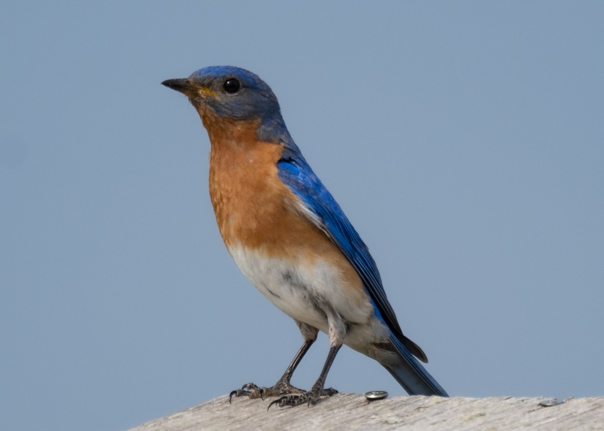 Eastern Bluebird - ML609278462