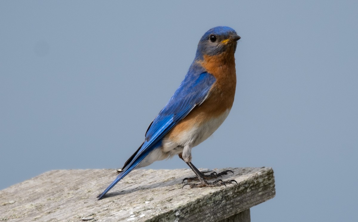 Eastern Bluebird - ML609278466