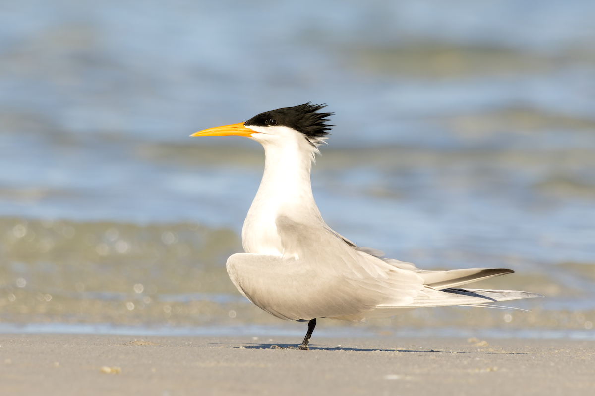 Lesser Crested Tern - Joel Poyitt