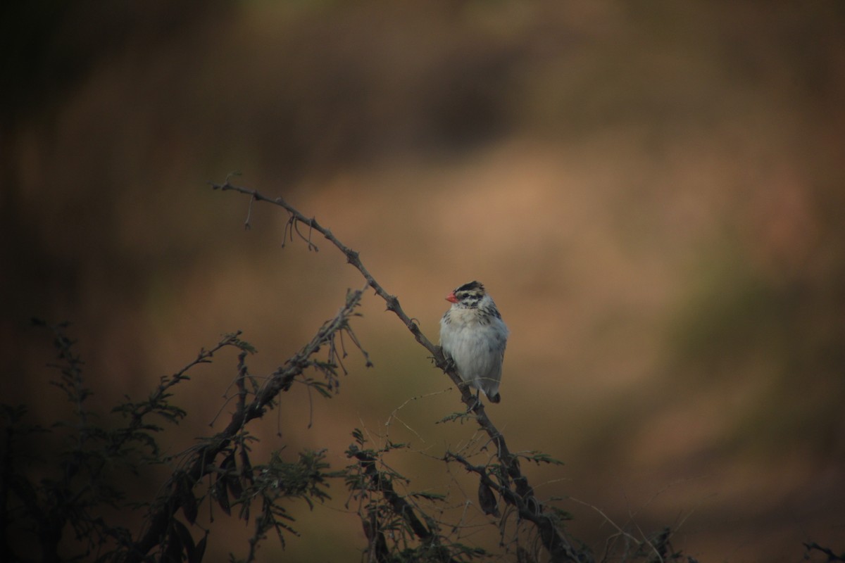 Pin-tailed Whydah - ML609278534