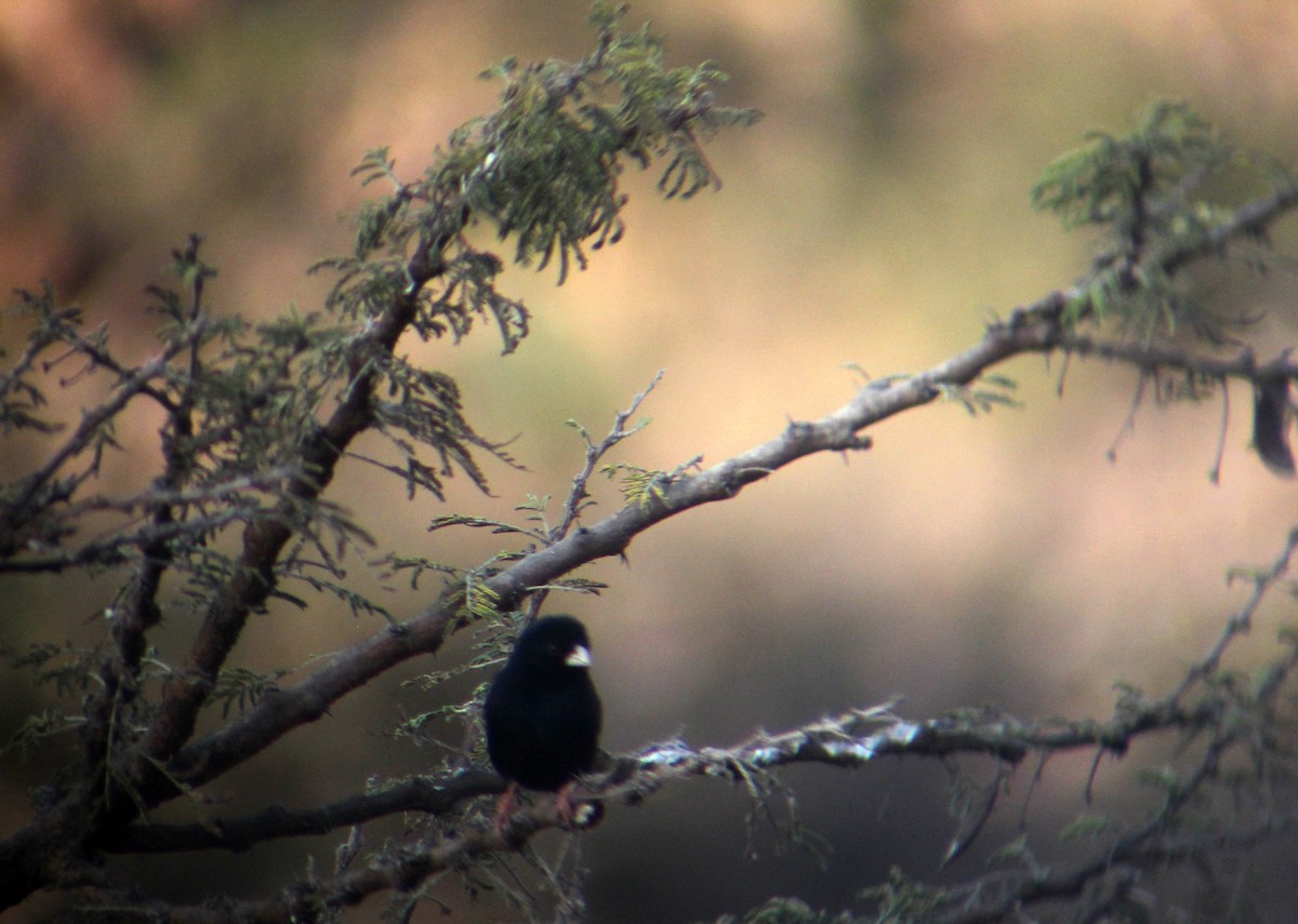 Village Indigobird - ML609278539