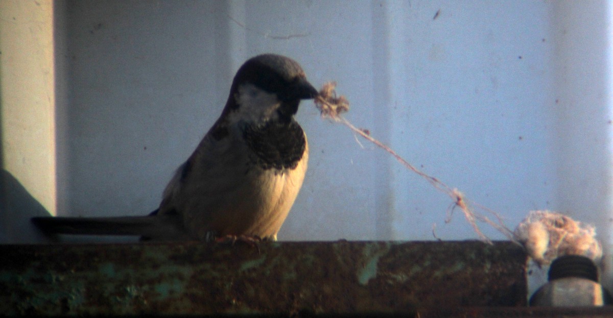 House Sparrow - Meron Ghirmay Tekle