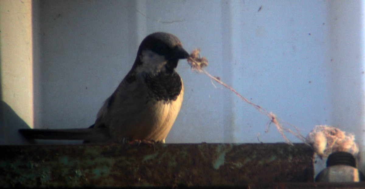 House Sparrow - ML609278541