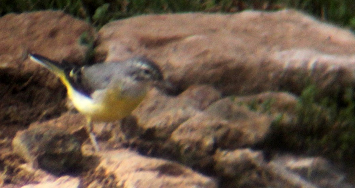 Gray Wagtail - ML609278549