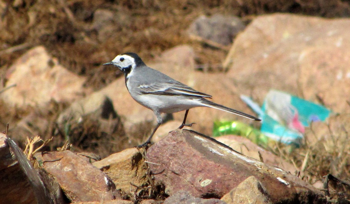 White Wagtail - Meron Ghirmay Tekle