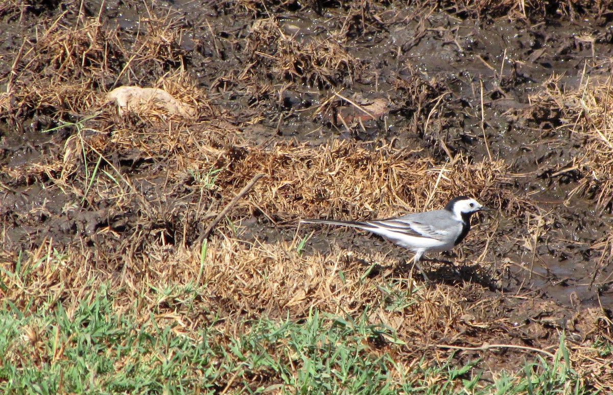 White Wagtail - ML609278556