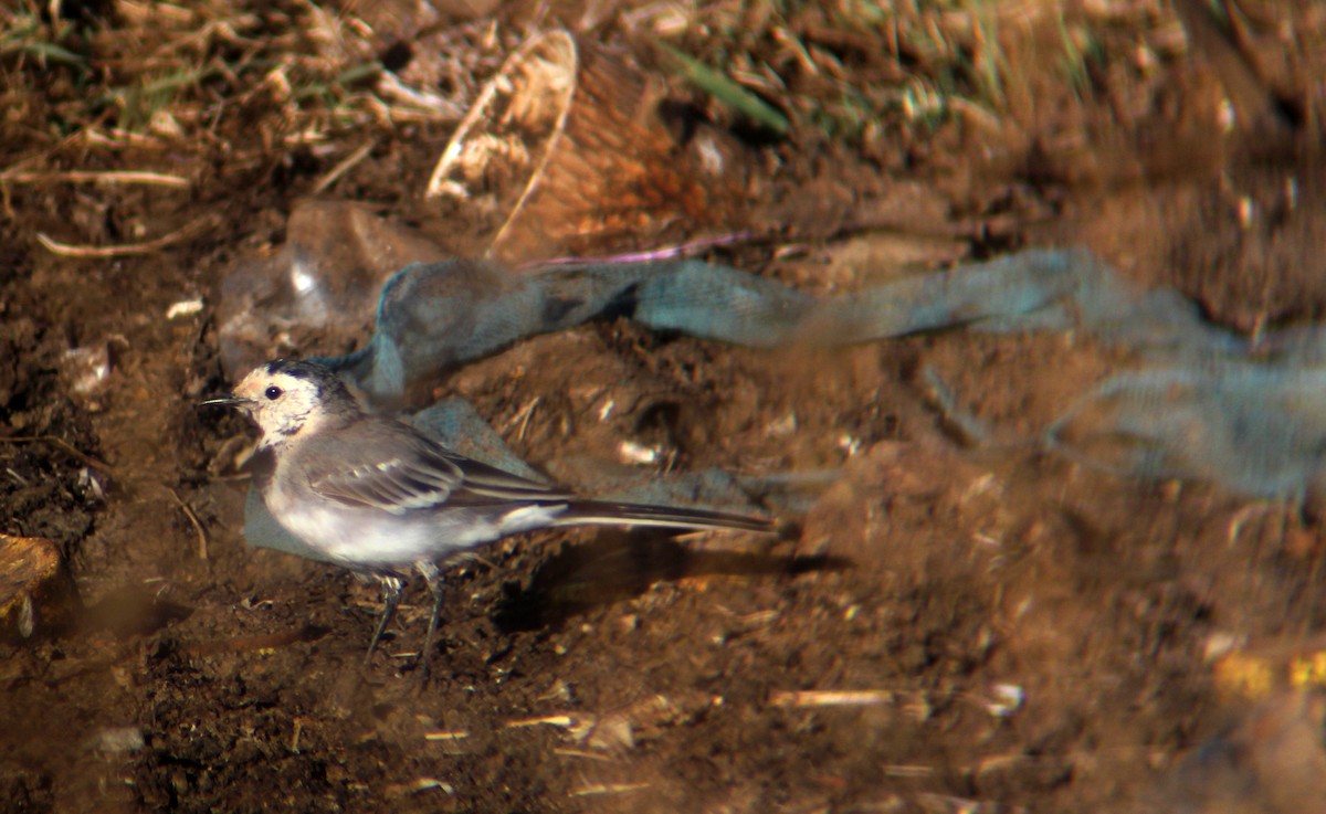 White Wagtail - ML609278557