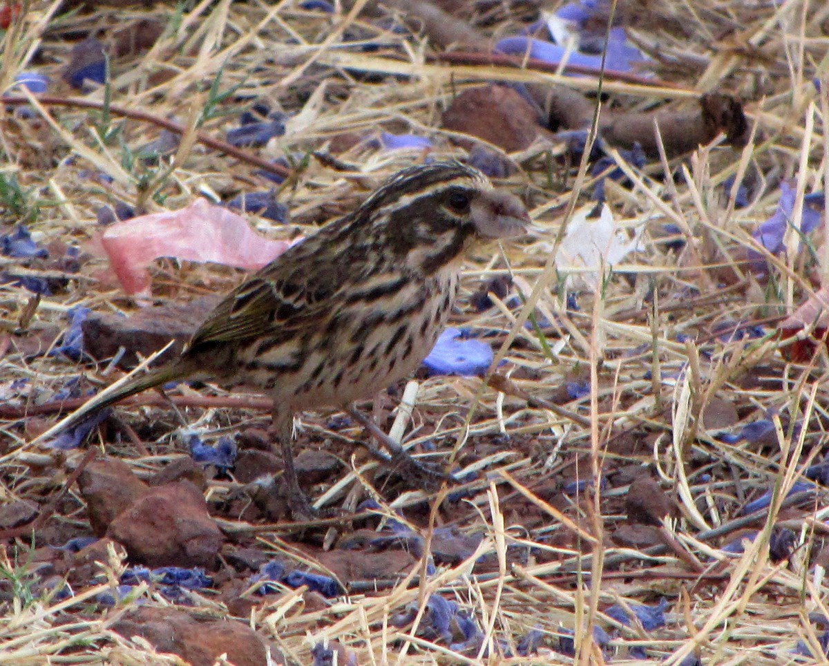 Serin strié - ML609278559