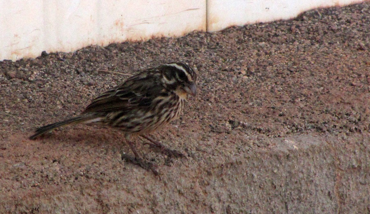 Streaky Seedeater - ML609278560