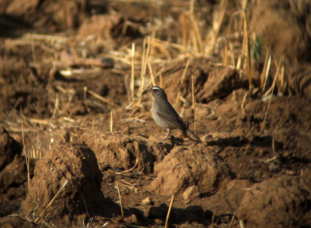 Brown-rumped Seedeater - ML609278563