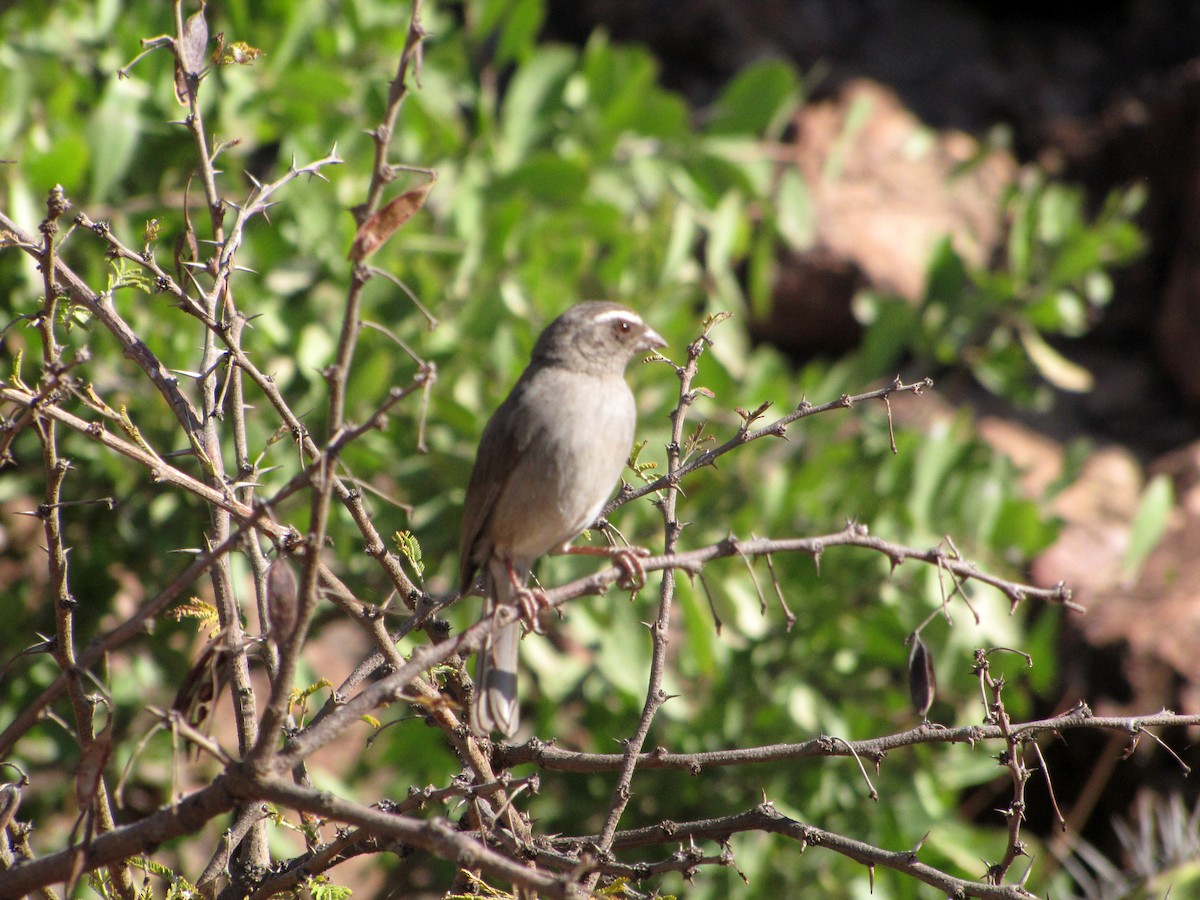 Brown-rumped Seedeater - ML609278564