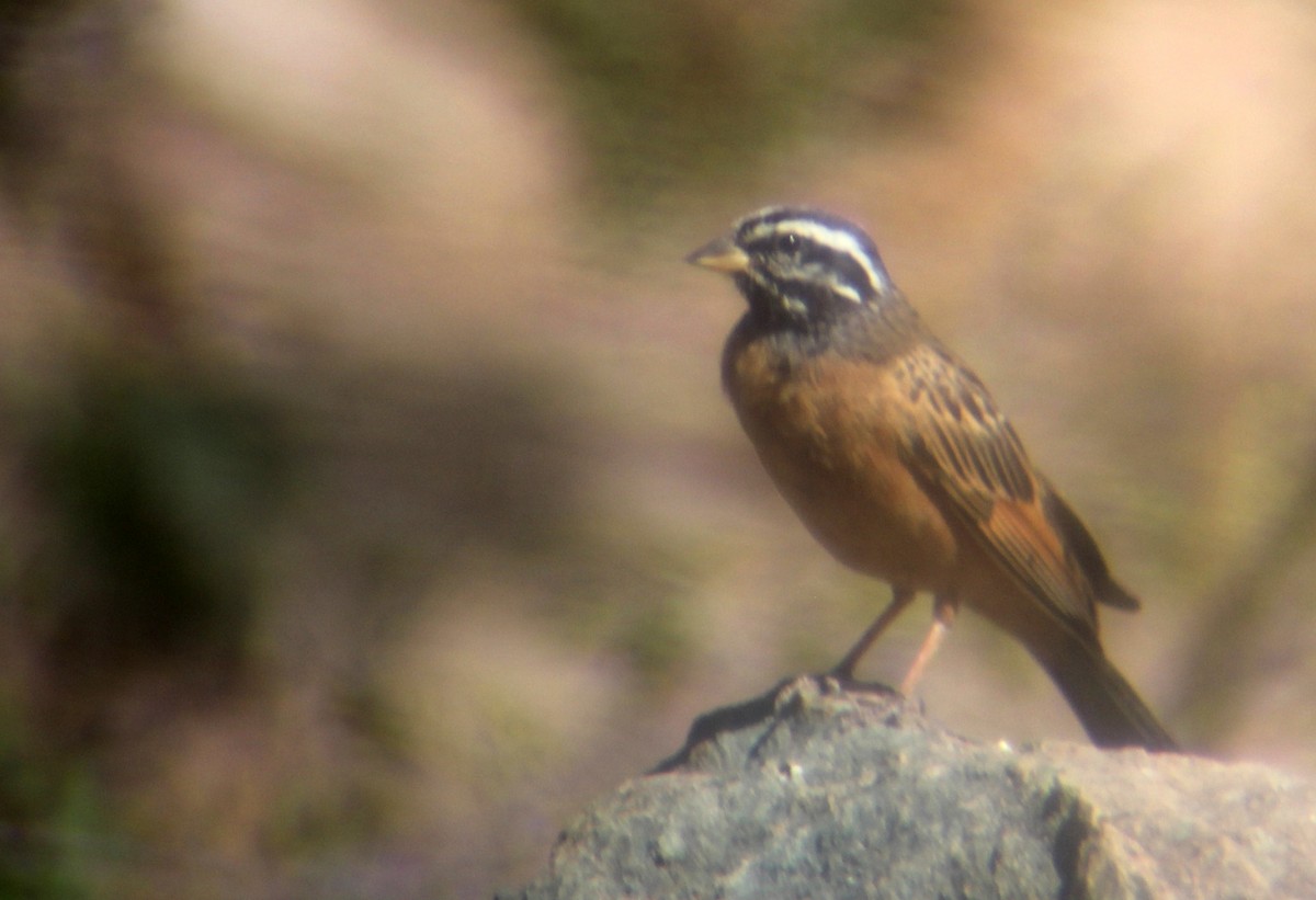 Cinnamon-breasted Bunting - Meron Ghirmay Tekle