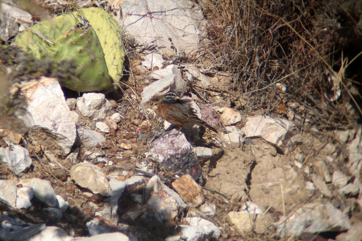 Cinnamon-breasted Bunting - ML609278567