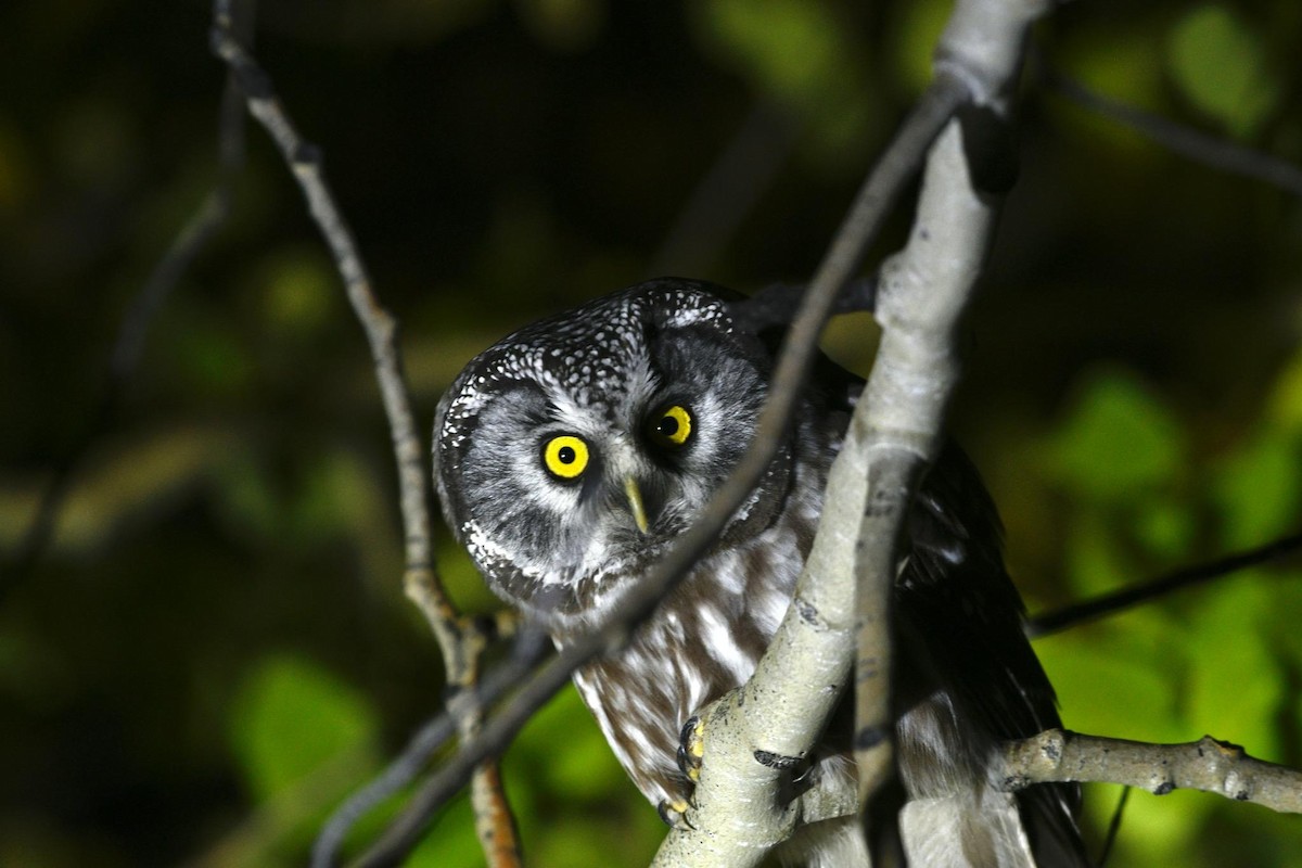 Boreal Owl - ML609278577