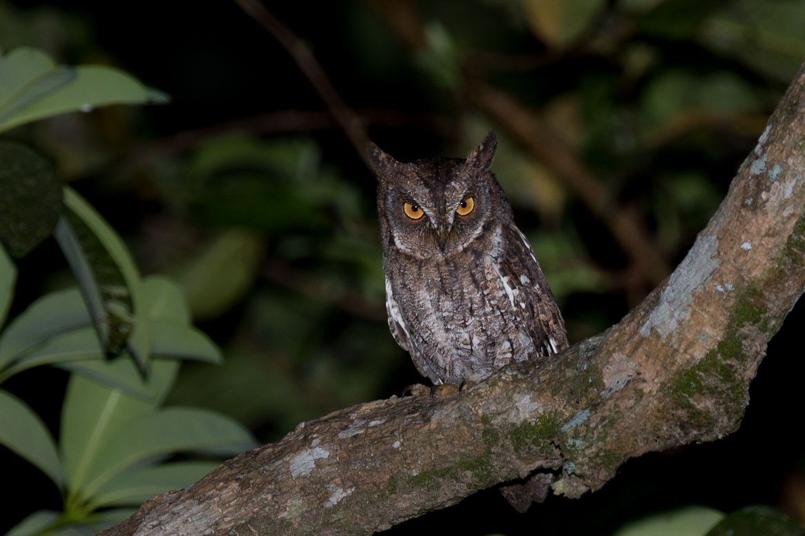 Rinjani Scops-Owl - ML609278580