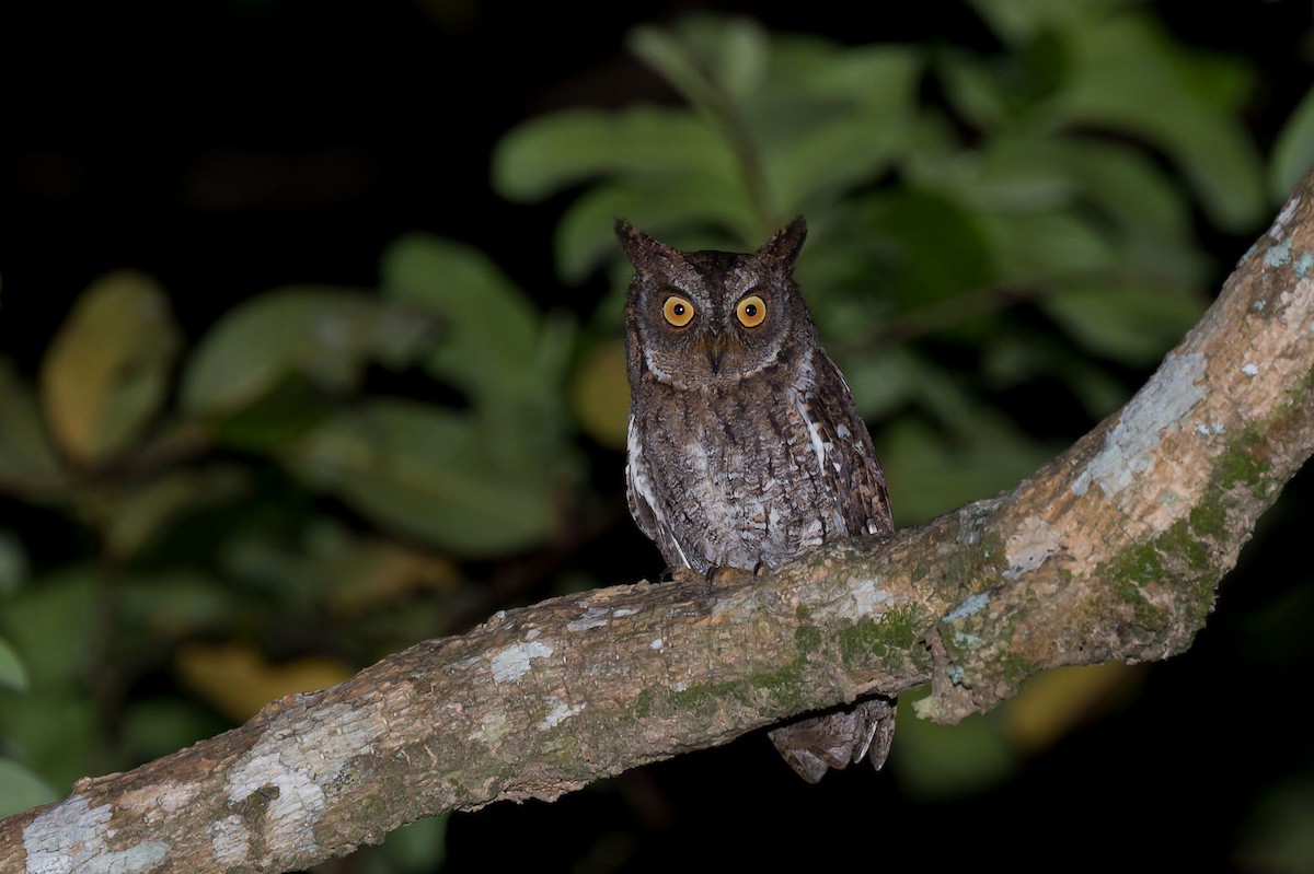 Rinjani Scops-Owl - ML609278581