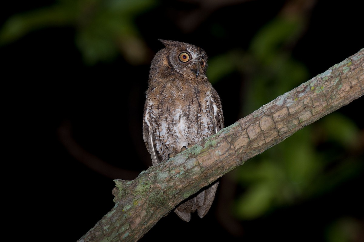 Rinjani Scops-Owl - ML609278582