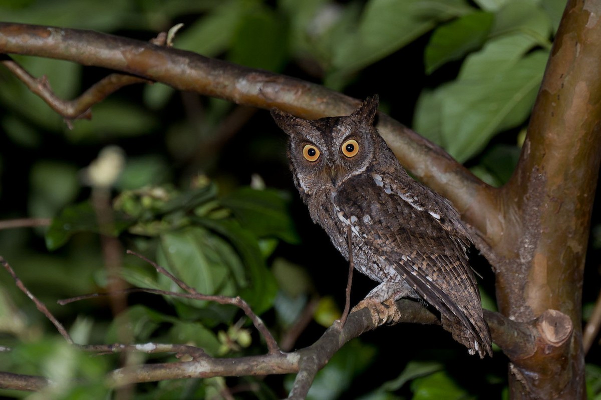 Rinjani Scops-Owl - ML609278583