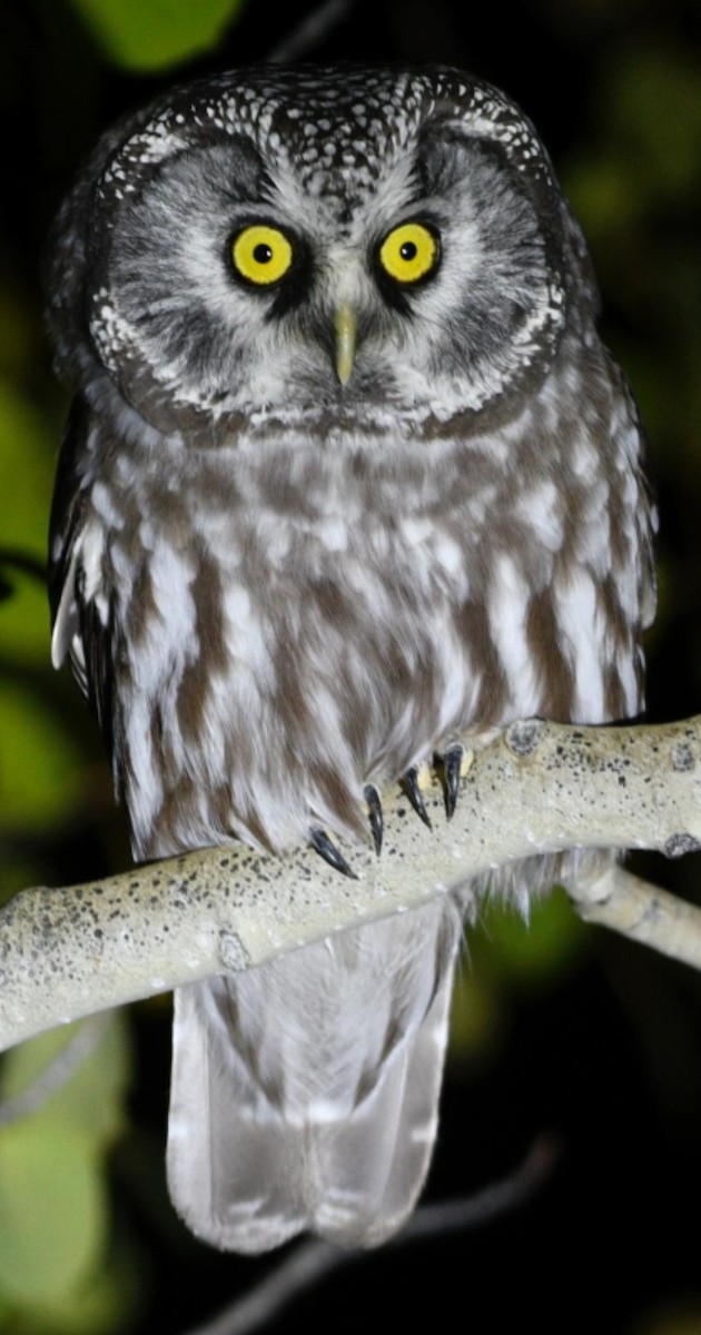 Boreal Owl - ML609278584