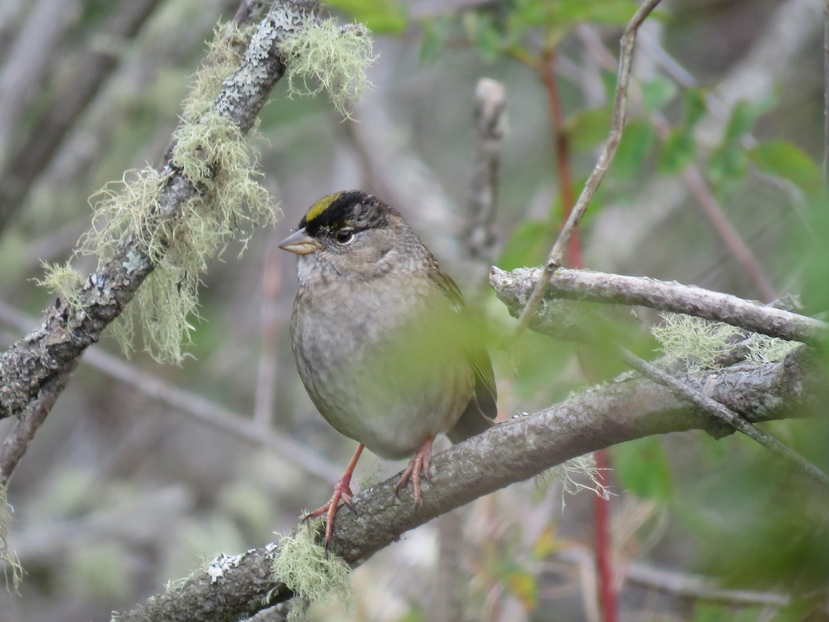 Bruant à couronne dorée - ML609278628