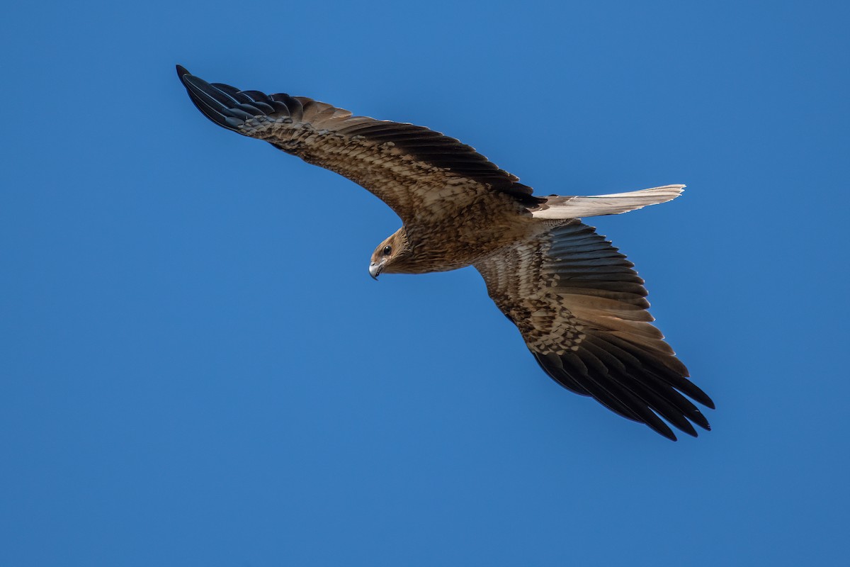 Whistling Kite - Jonathan Tickner