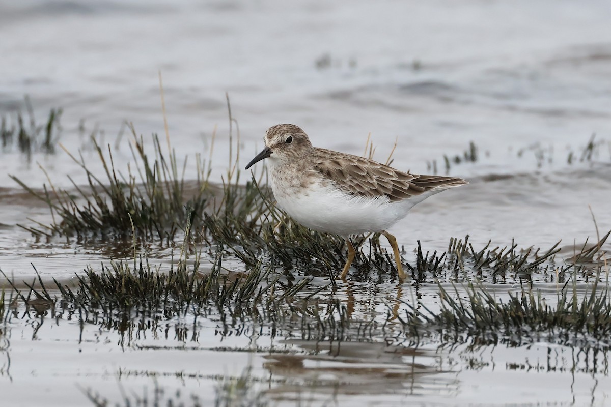 pygmésnipe - ML609278747