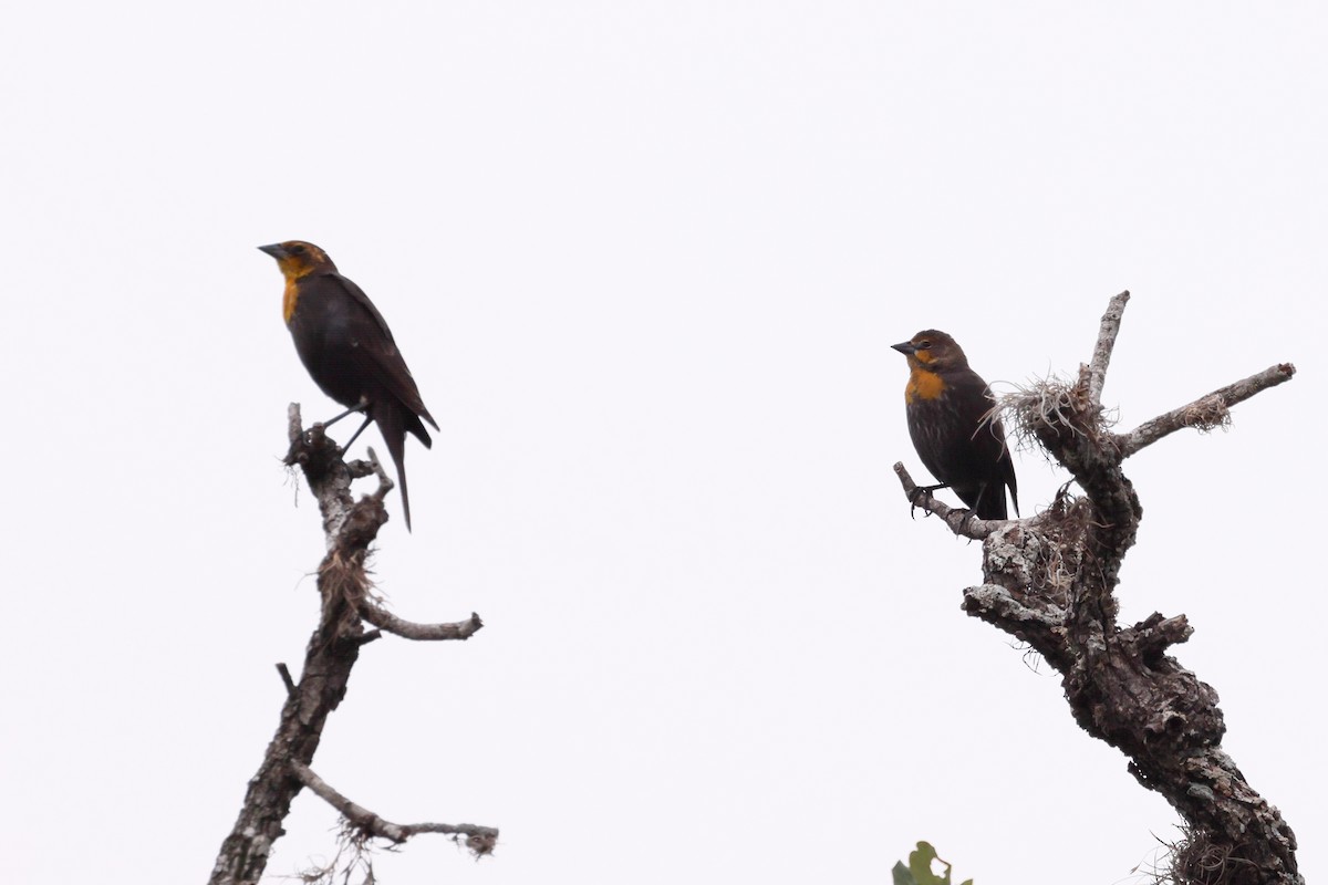 Yellow-headed Blackbird - ML609278779