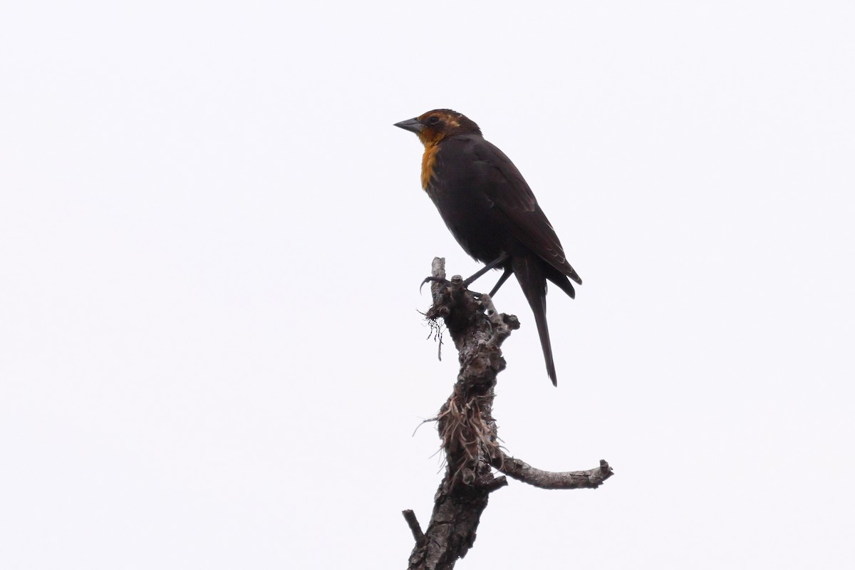 Yellow-headed Blackbird - ML609278787