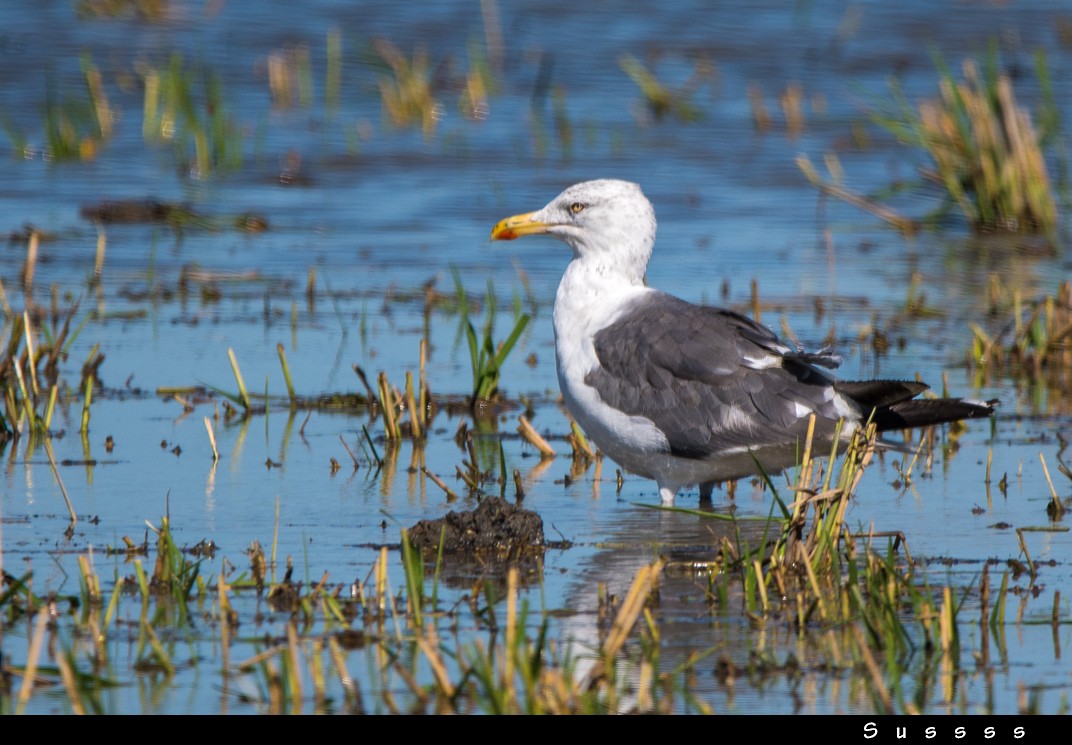 Lesser Black-backed Gull - ML609278843