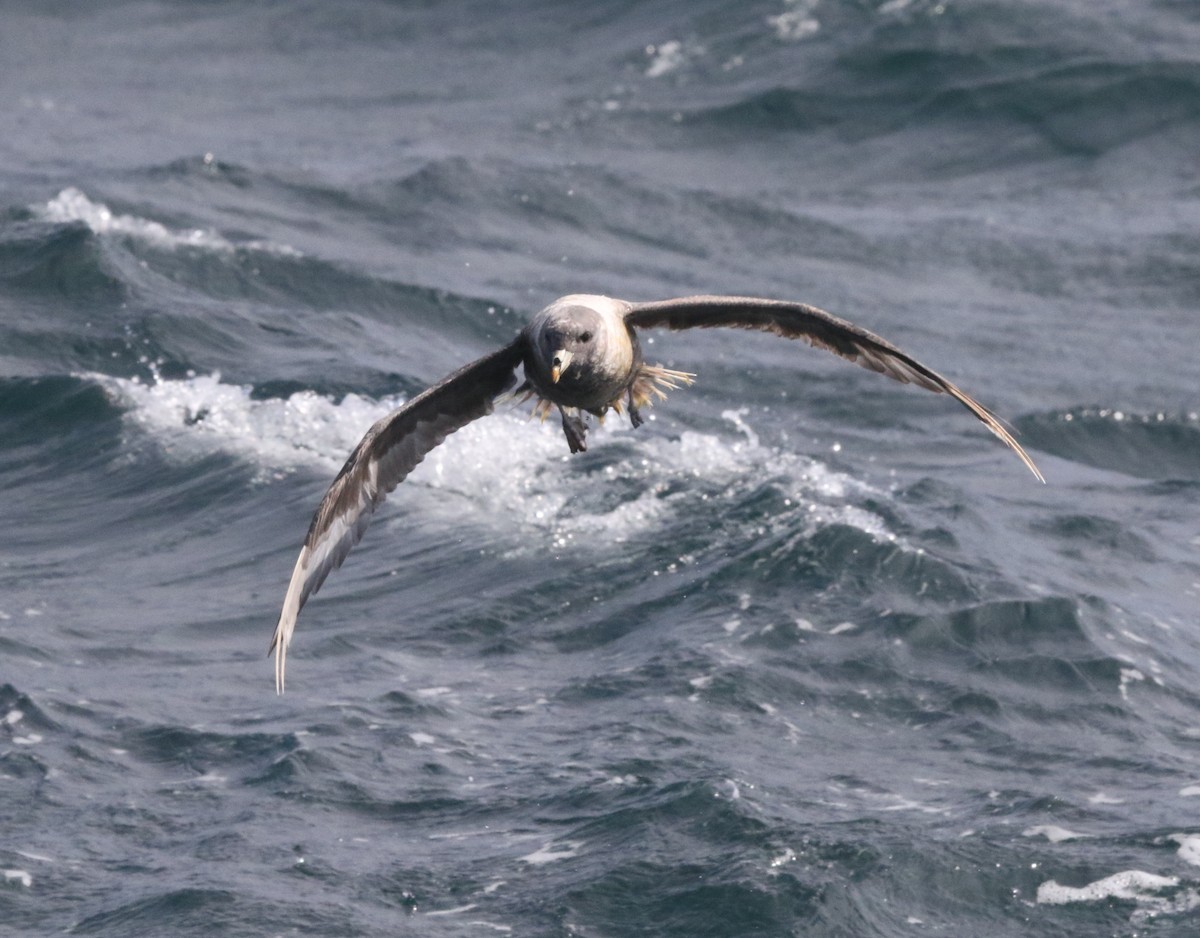 Northern Fulmar - ML609278916